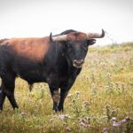 Toros de Miura para Bilbao