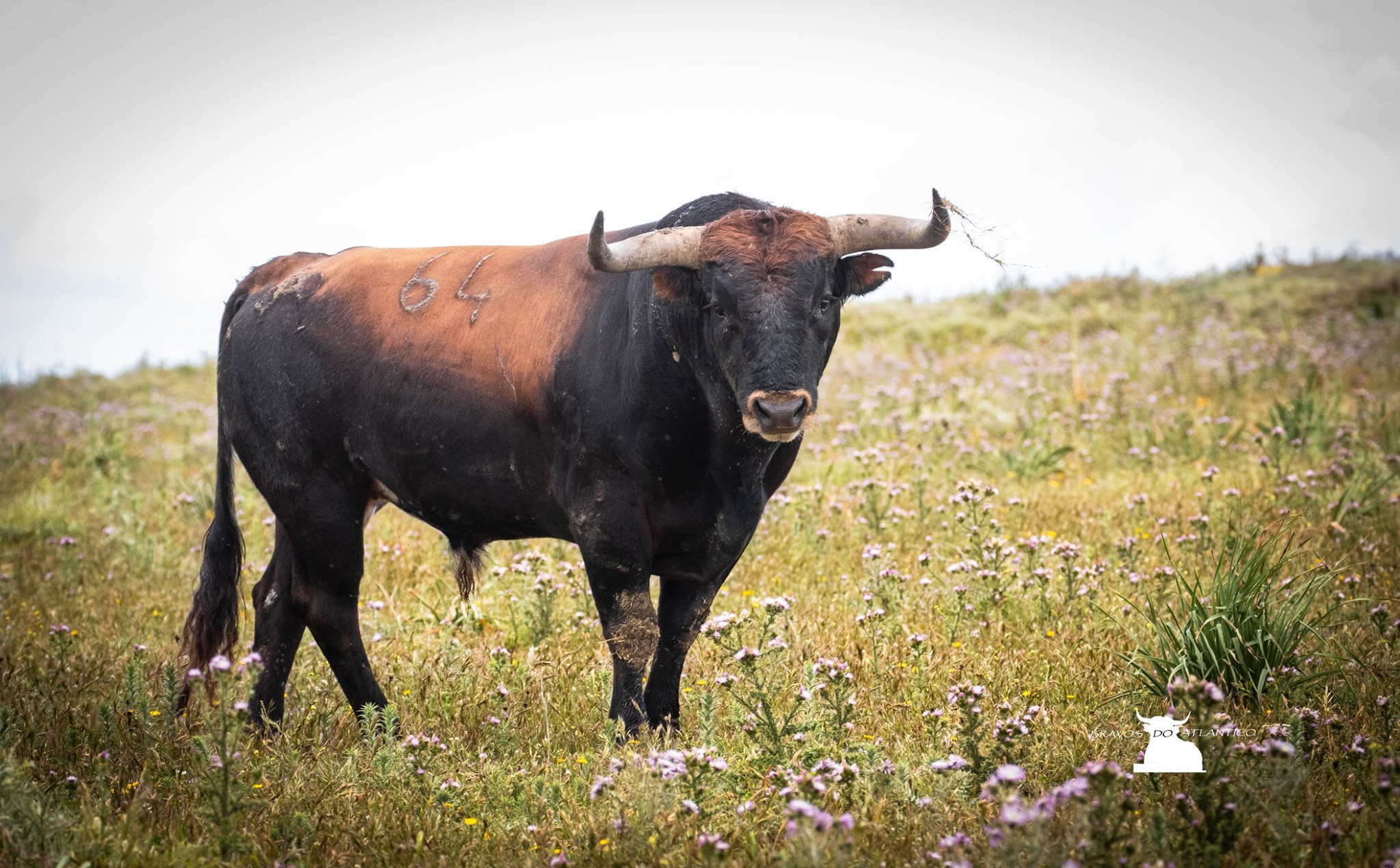 Toros de Miura para Bilbao