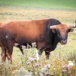 Toros de Miura para Bilbao