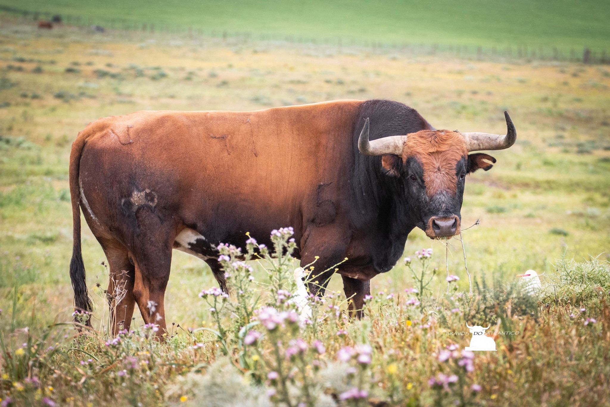 Toros de Miura para Bilbao