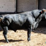 Sorteo. Madrid, domingo 11 de agosto de 2019