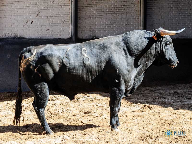 Sorteo. Madrid, domingo 11 de agosto de 2019