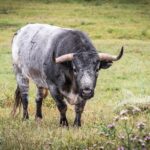 Toros de Miura para Bilbao
