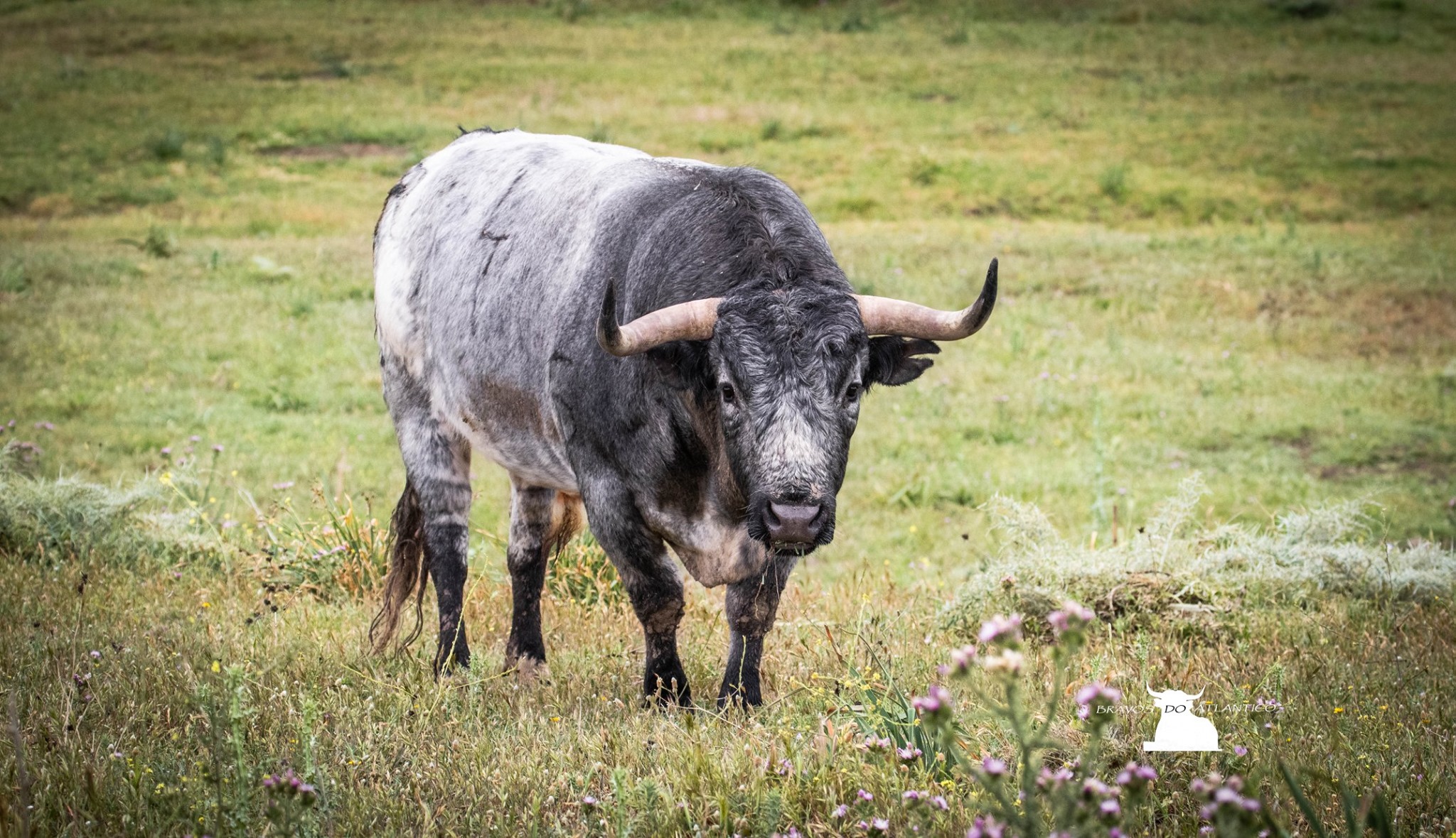 Toros de Miura para Bilbao