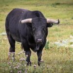 Toros de Miura para Bilbao