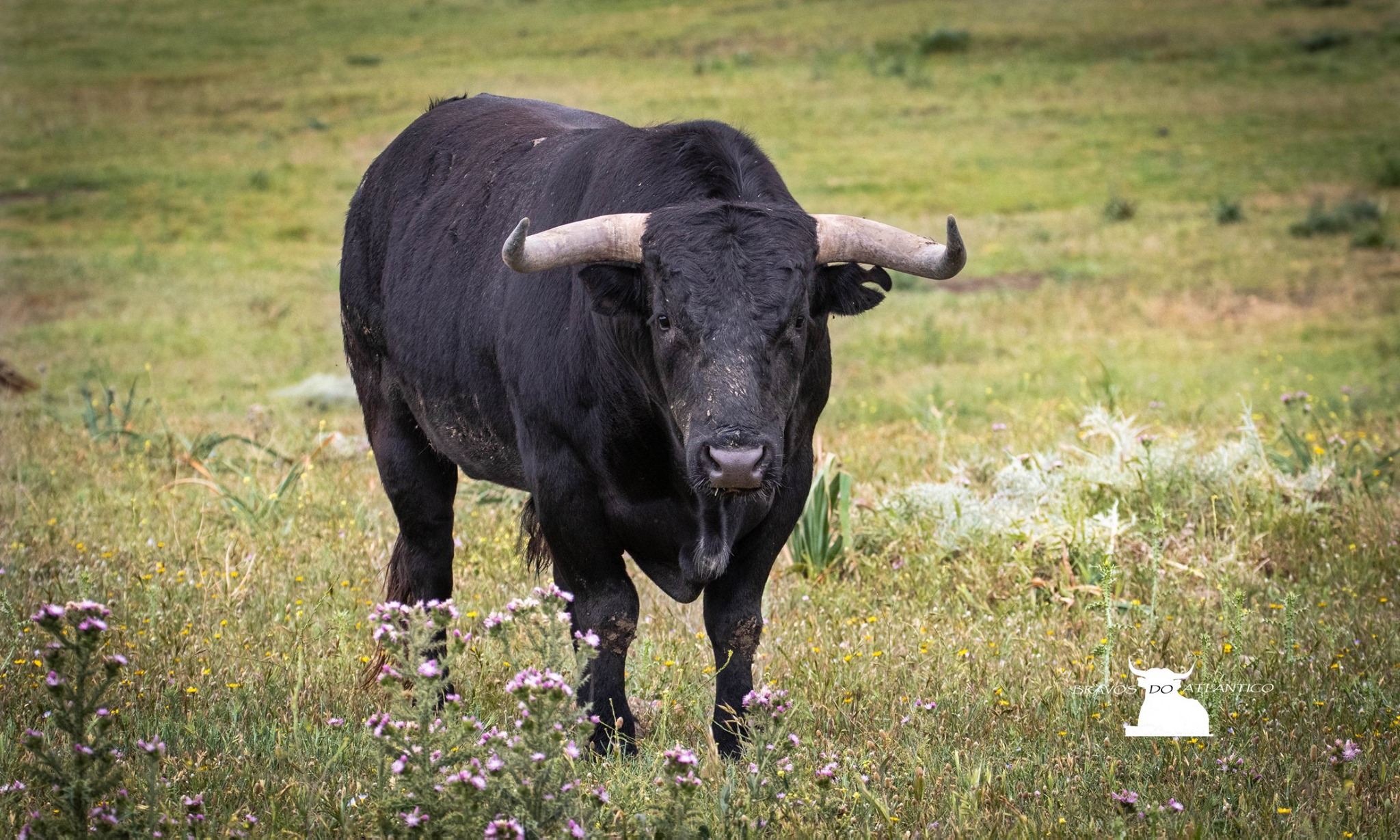 Toros de Miura para Bilbao