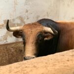 Toros de Juan Pedro Domecq para el 9 de agosto de 2019 en Palma de Mallorca