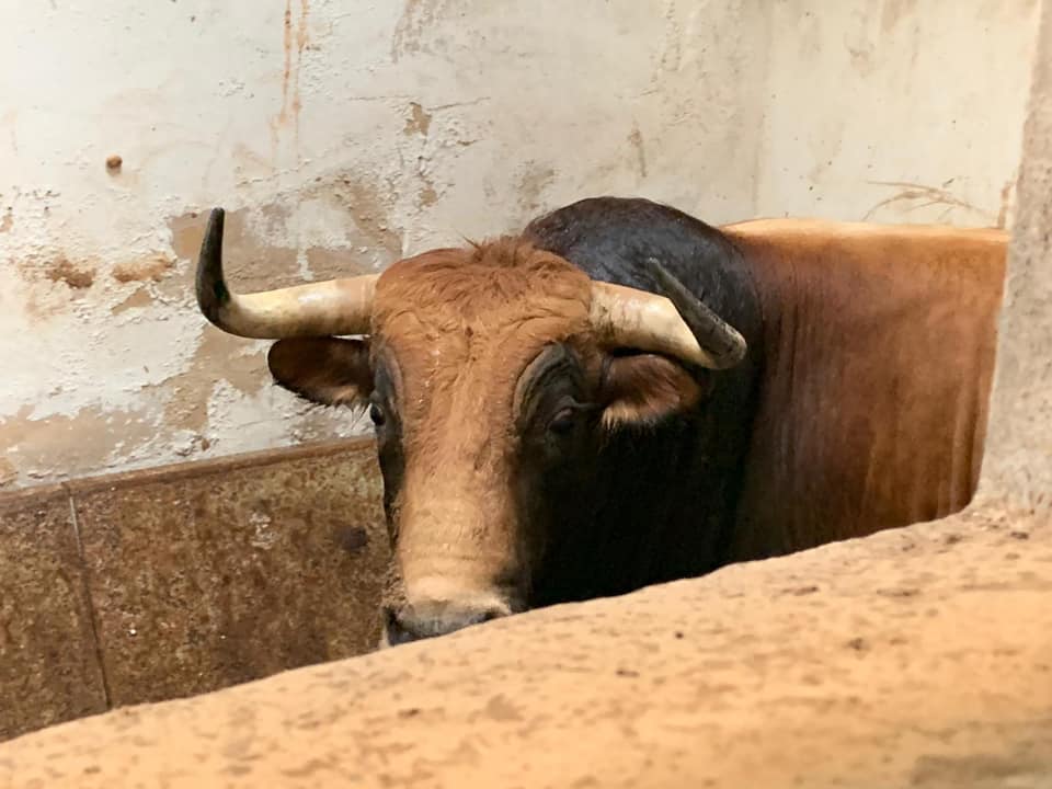 Toros de Juan Pedro Domecq para el 9 de agosto de 2019 en Palma de Mallorca
