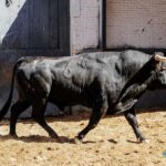 Sorteo. Madrid, domingo 11 de agosto de 2019