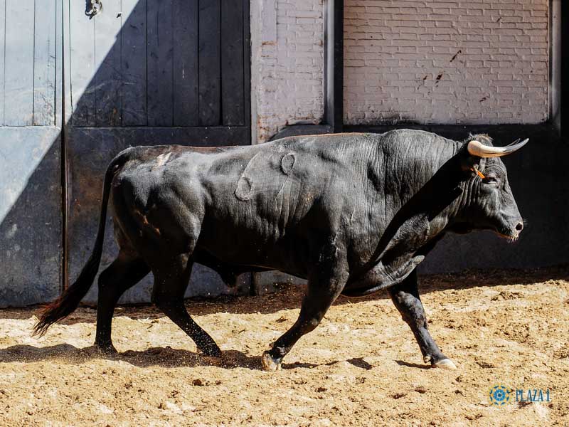 Sorteo. Madrid, domingo 11 de agosto de 2019