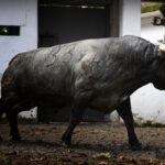 Sorteo. Bilbao, domingo 18 de agosto de 2019. Toros de Victorino Martín