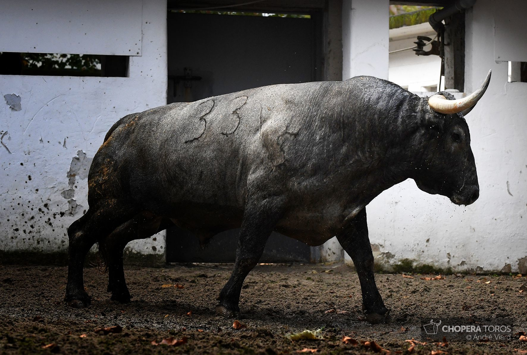 Sorteo. Bilbao, domingo 18 de agosto de 2019. Toros de Victorino Martín