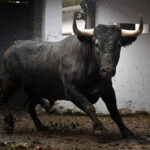 Sorteo. Bilbao, domingo 18 de agosto de 2019. Toros de Victorino Martín