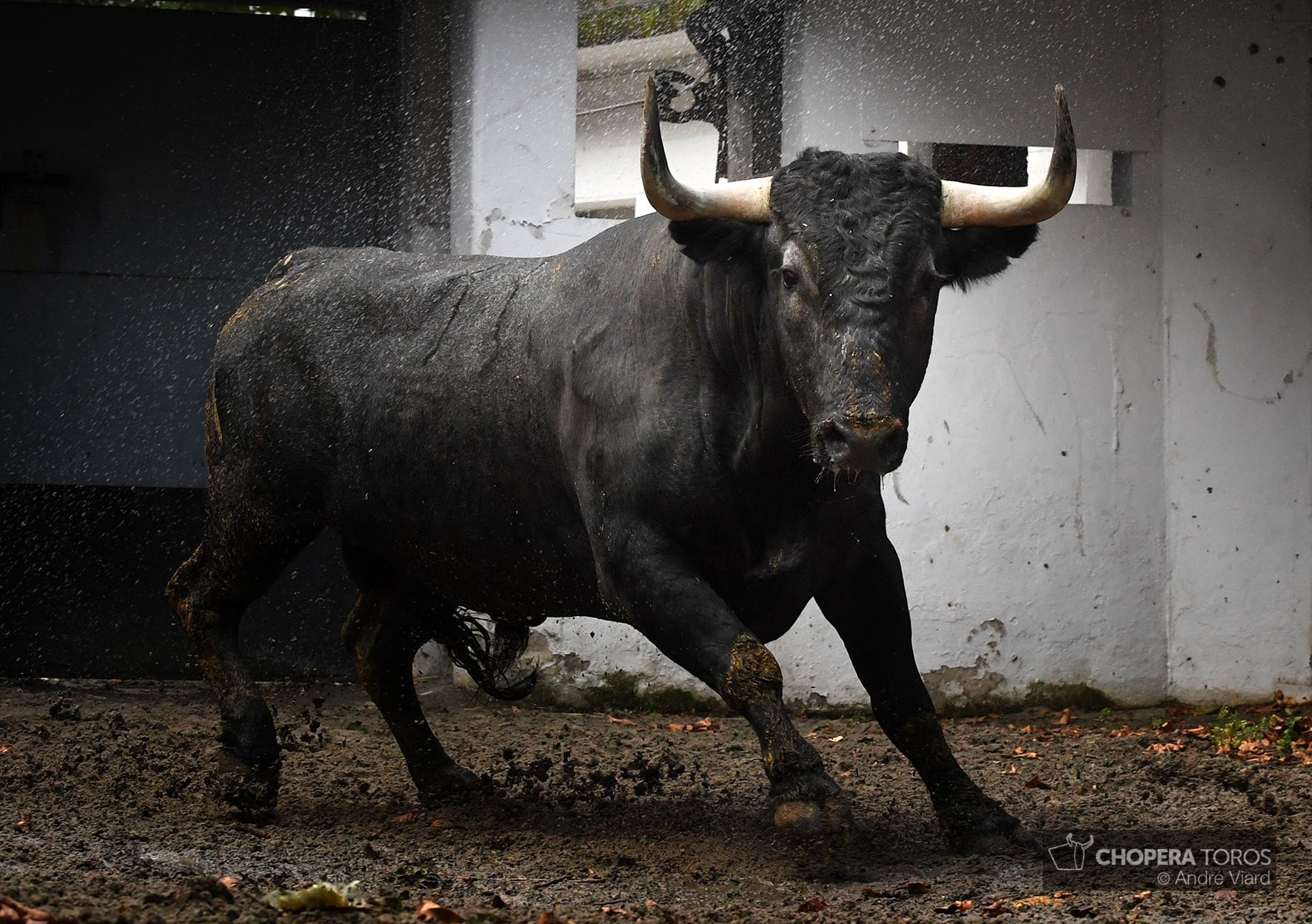 Sorteo. Bilbao, domingo 18 de agosto de 2019. Toros de Victorino Martín