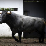 Sorteo. Bilbao, domingo 18 de agosto de 2019. Toros de Victorino Martín