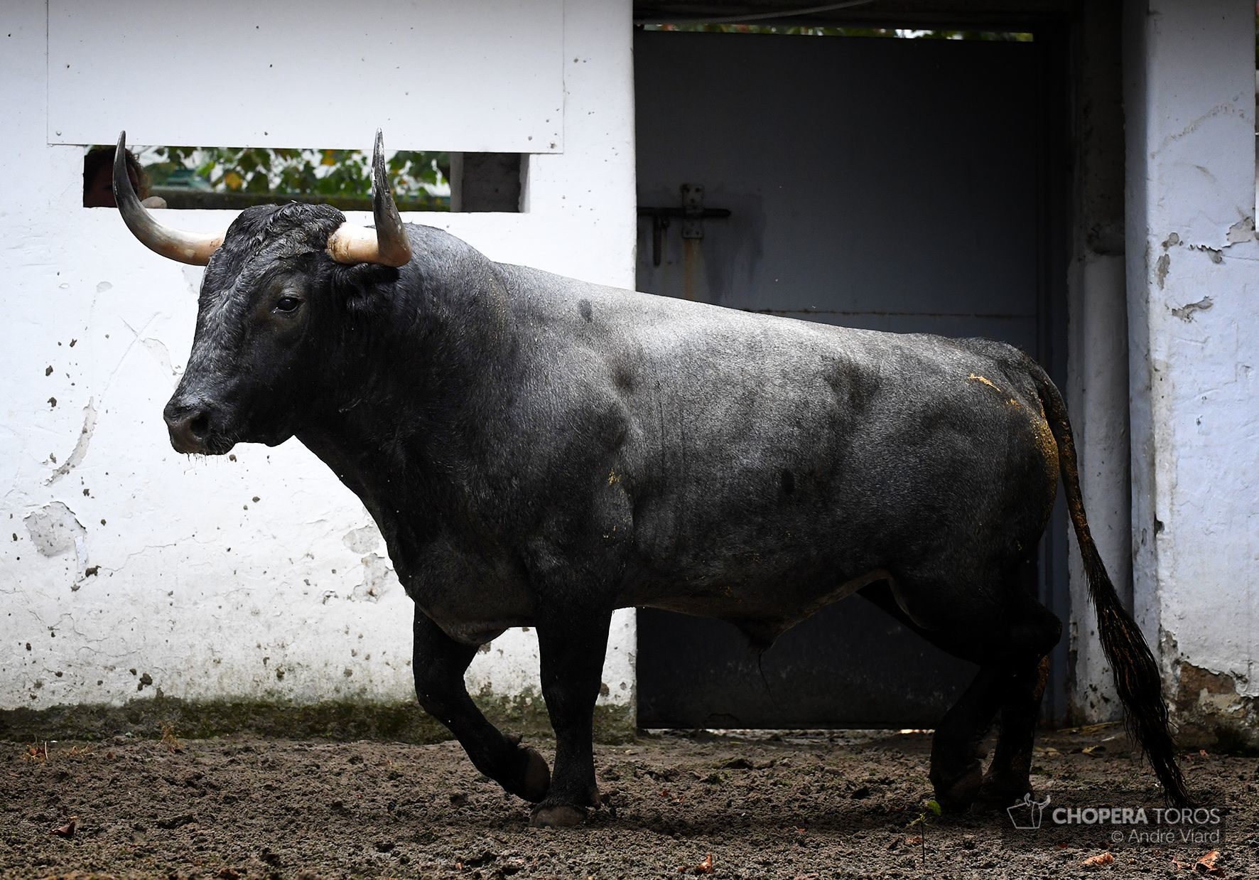 Sorteo. Bilbao, domingo 18 de agosto de 2019. Toros de Victorino Martín