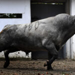 Sorteo. Bilbao, domingo 18 de agosto de 2019. Toros de Victorino Martín