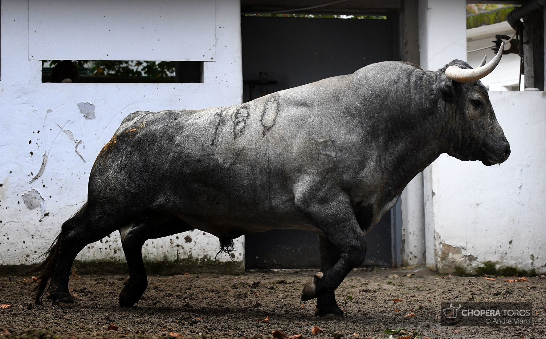 Sorteo. Bilbao, domingo 18 de agosto de 2019. Toros de Victorino Martín