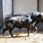 Sorteo. Madrid, jueves 15 de agosto de 2019