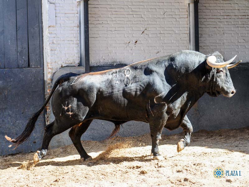 Sorteo. Madrid, jueves 15 de agosto de 2019