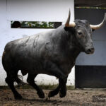 Sorteo. Bilbao, domingo 18 de agosto de 2019. Toros de Victorino Martín