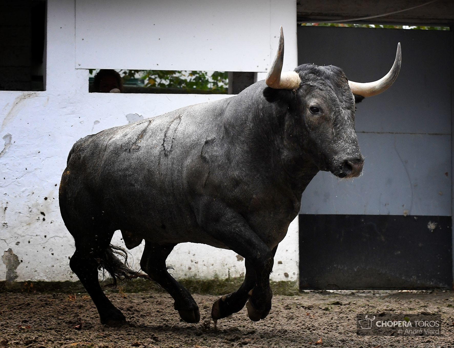 Sorteo. Bilbao, domingo 18 de agosto de 2019. Toros de Victorino Martín