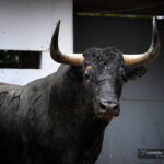 Sorteo. Bilbao, domingo 18 de agosto de 2019. Toros de Victorino Martín