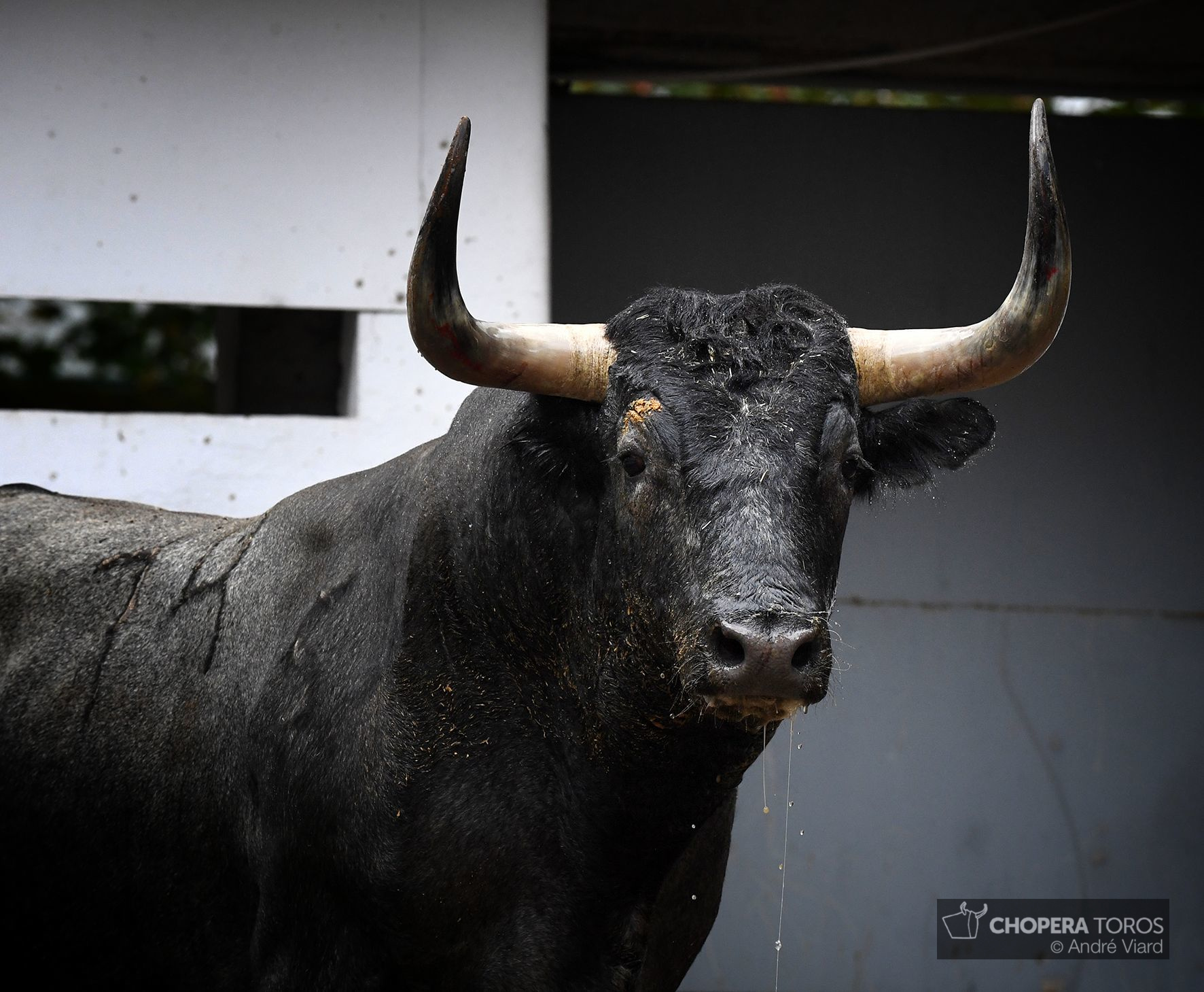 Sorteo. Bilbao, domingo 18 de agosto de 2019. Toros de Victorino Martín