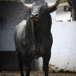 Sorteo. Bilbao, domingo 18 de agosto de 2019. Toros de Victorino Martín