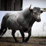 Sorteo. Bilbao, domingo 18 de agosto de 2019. Toros de Victorino Martín