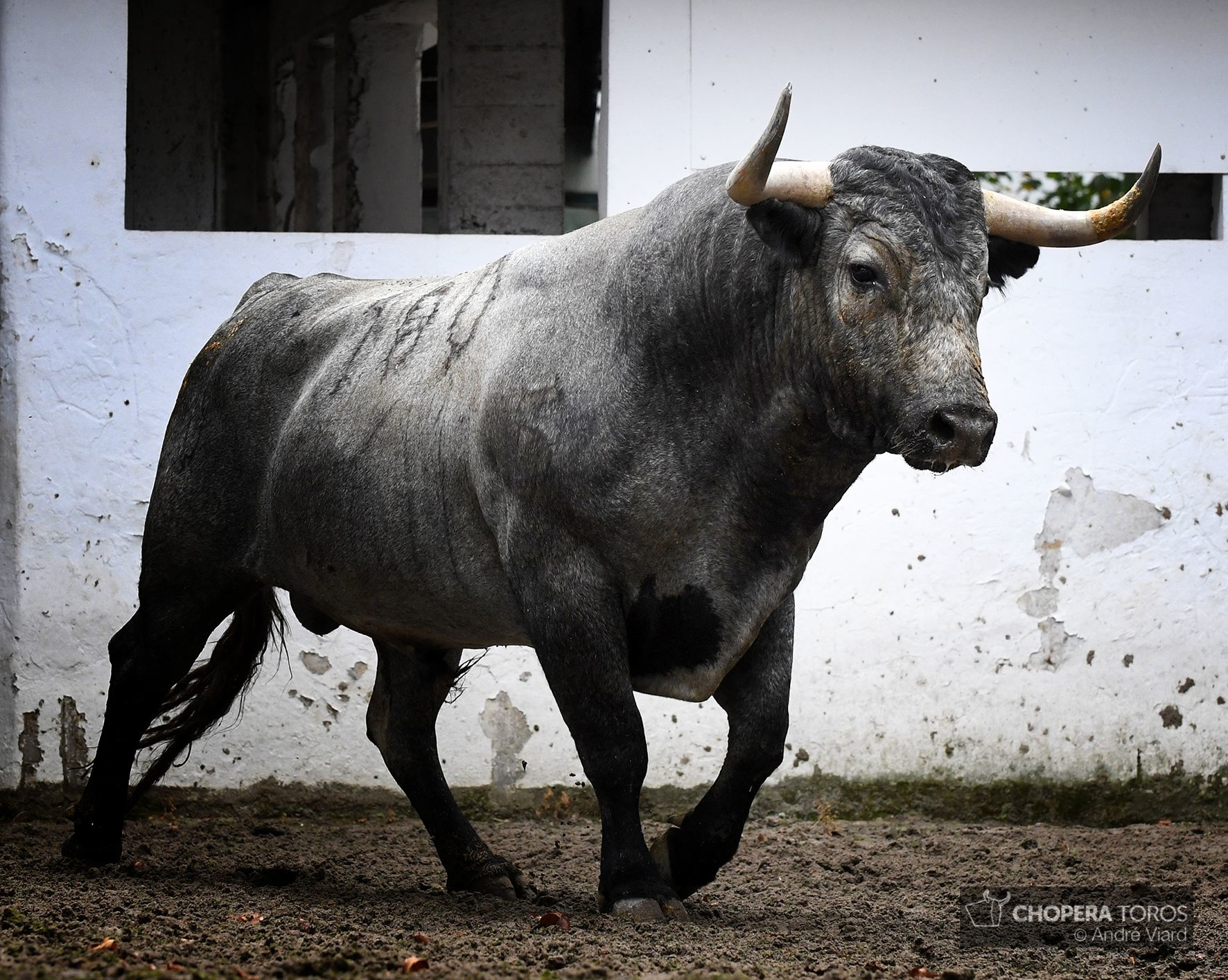 Sorteo. Bilbao, domingo 18 de agosto de 2019. Toros de Victorino Martín