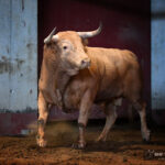 Sorteo. San Sebastián, miércoles 14 de agosto de 2019