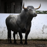 Sorteo. Bilbao, domingo 18 de agosto de 2019. Toros de Victorino Martín