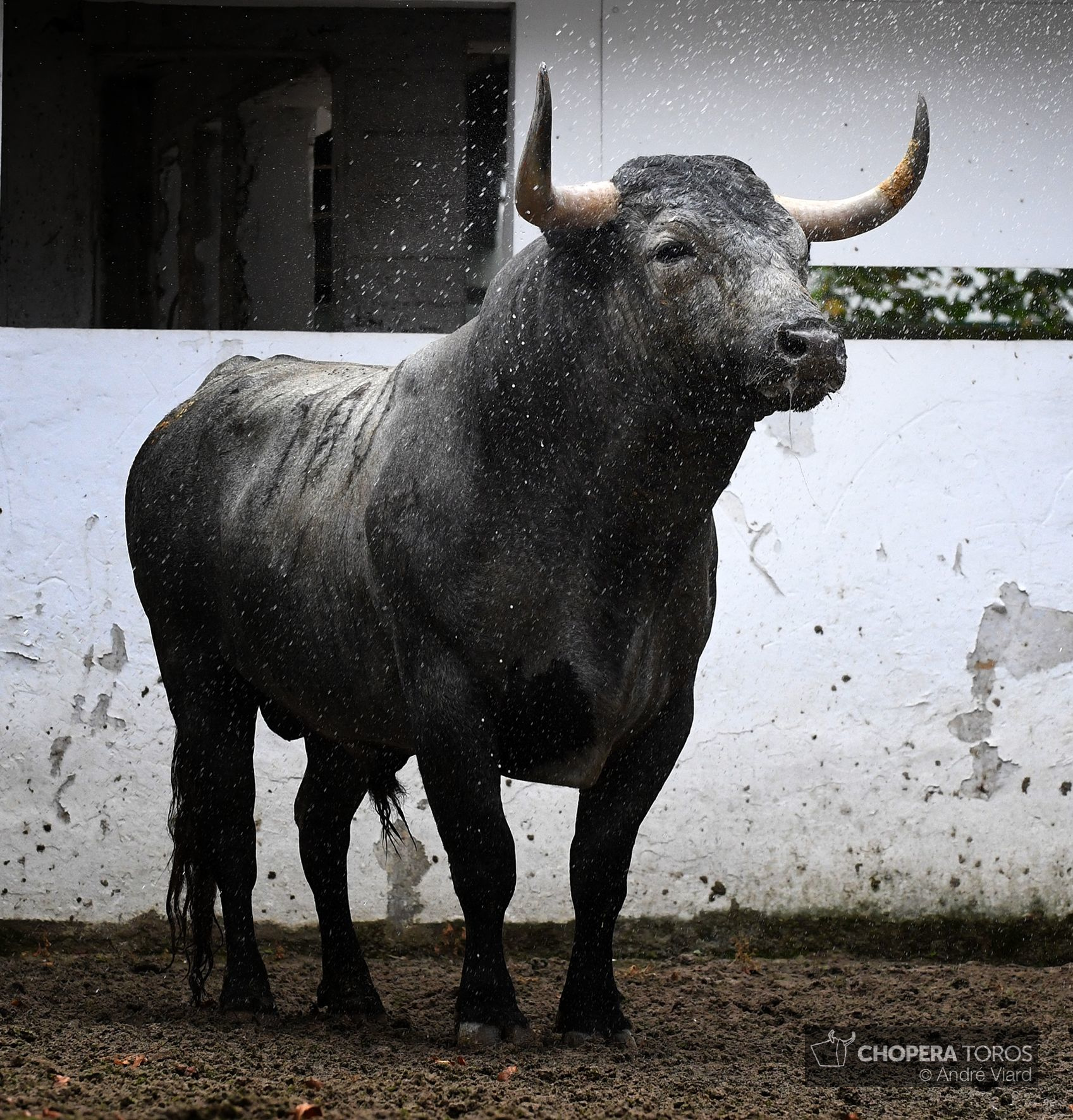 Sorteo. Bilbao, domingo 18 de agosto de 2019. Toros de Victorino Martín