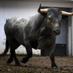 Sorteo. Bilbao, domingo 18 de agosto de 2019. Toros de Victorino Martín