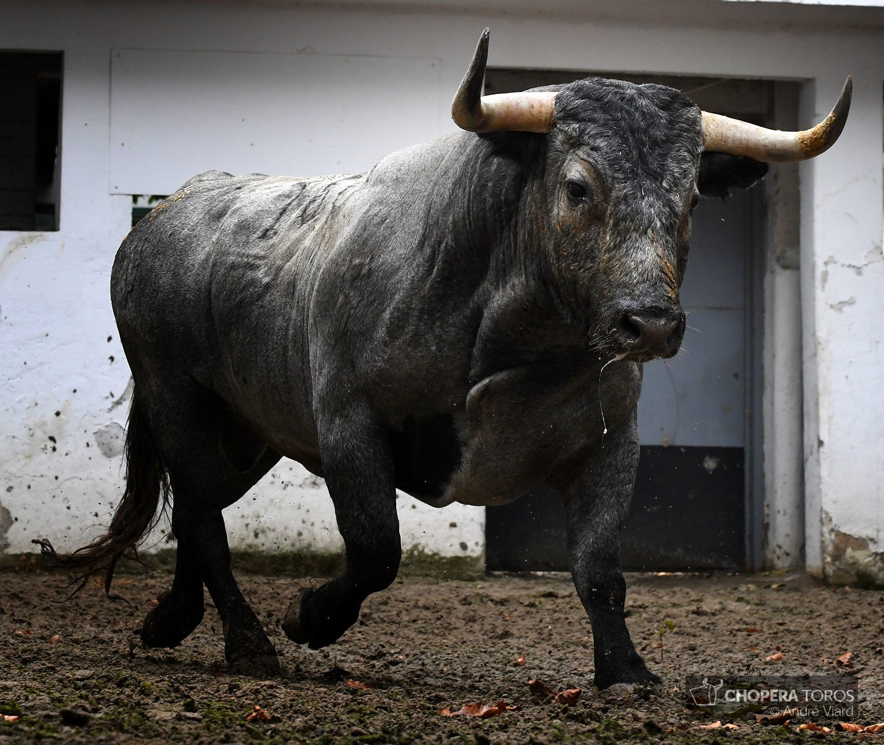 Sorteo. Bilbao, domingo 18 de agosto de 2019. Toros de Victorino Martín