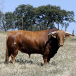 Toros de Martín Lorca para el 15 de agosto de 2019 en Las Ventas