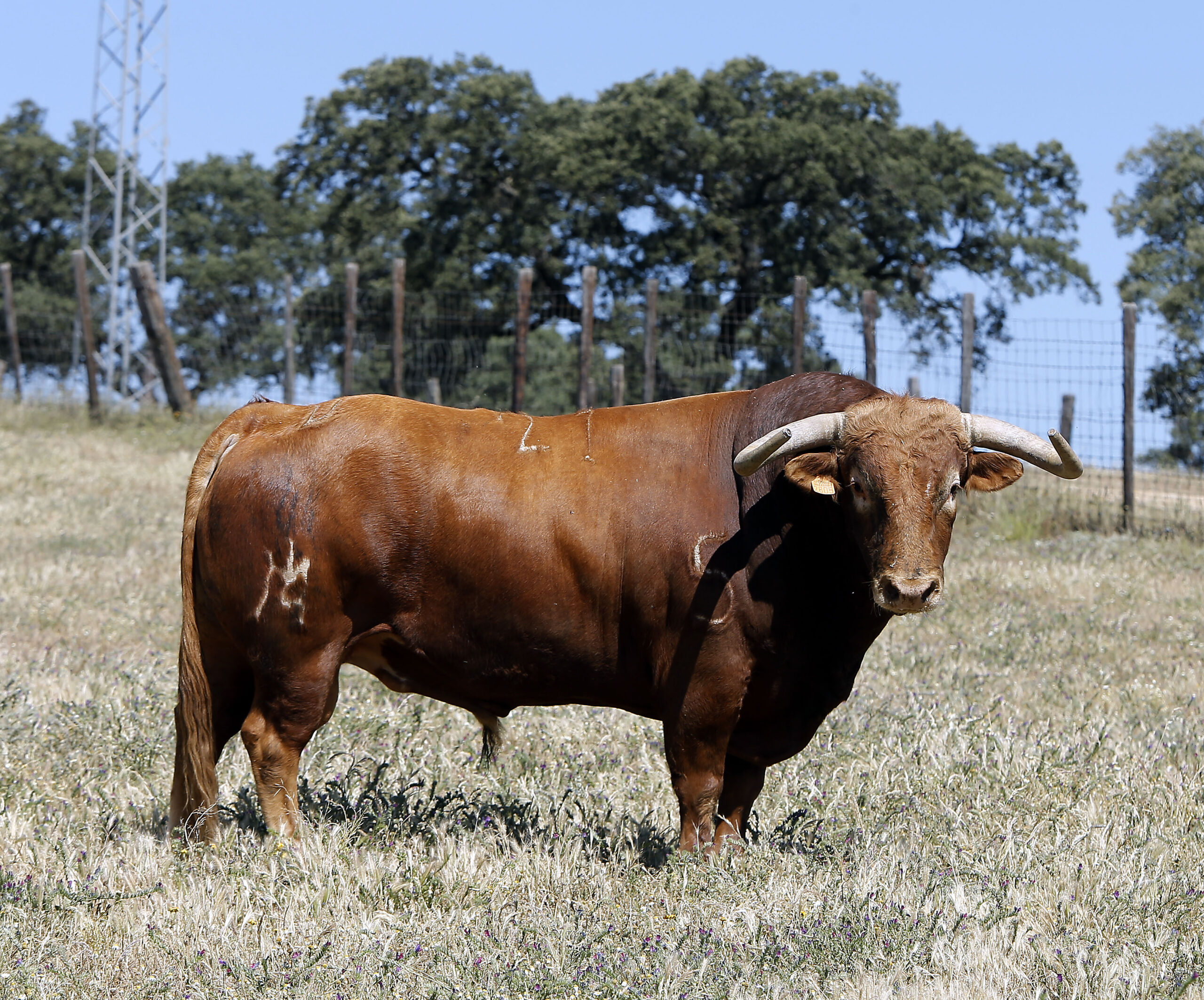 Toros de Martín Lorca para el 15 de agosto de 2019 en Las Ventas