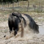 Toros de Martín Lorca para el 15 de agosto de 2019 en Las Ventas