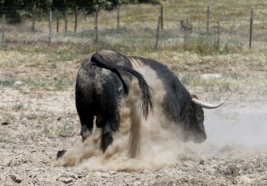 Toros de Martín Lorca para el 15 de agosto de 2019 en Las Ventas