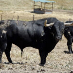 Toros de Martín Lorca para el 15 de agosto de 2019 en Las Ventas