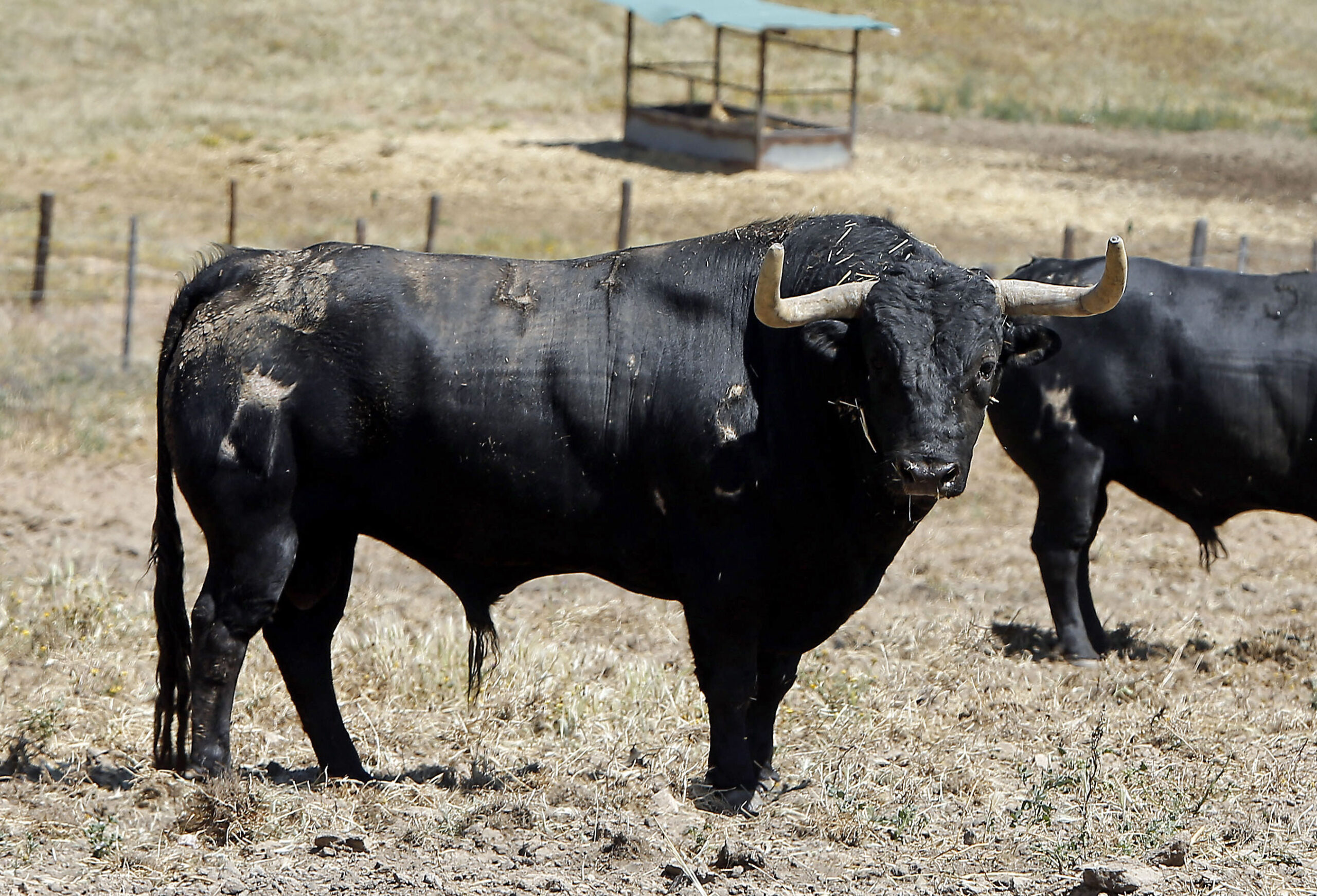 Toros de Martín Lorca para el 15 de agosto de 2019 en Las Ventas