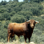 Toros de Martín Lorca para el 15 de agosto de 2019 en Las Ventas