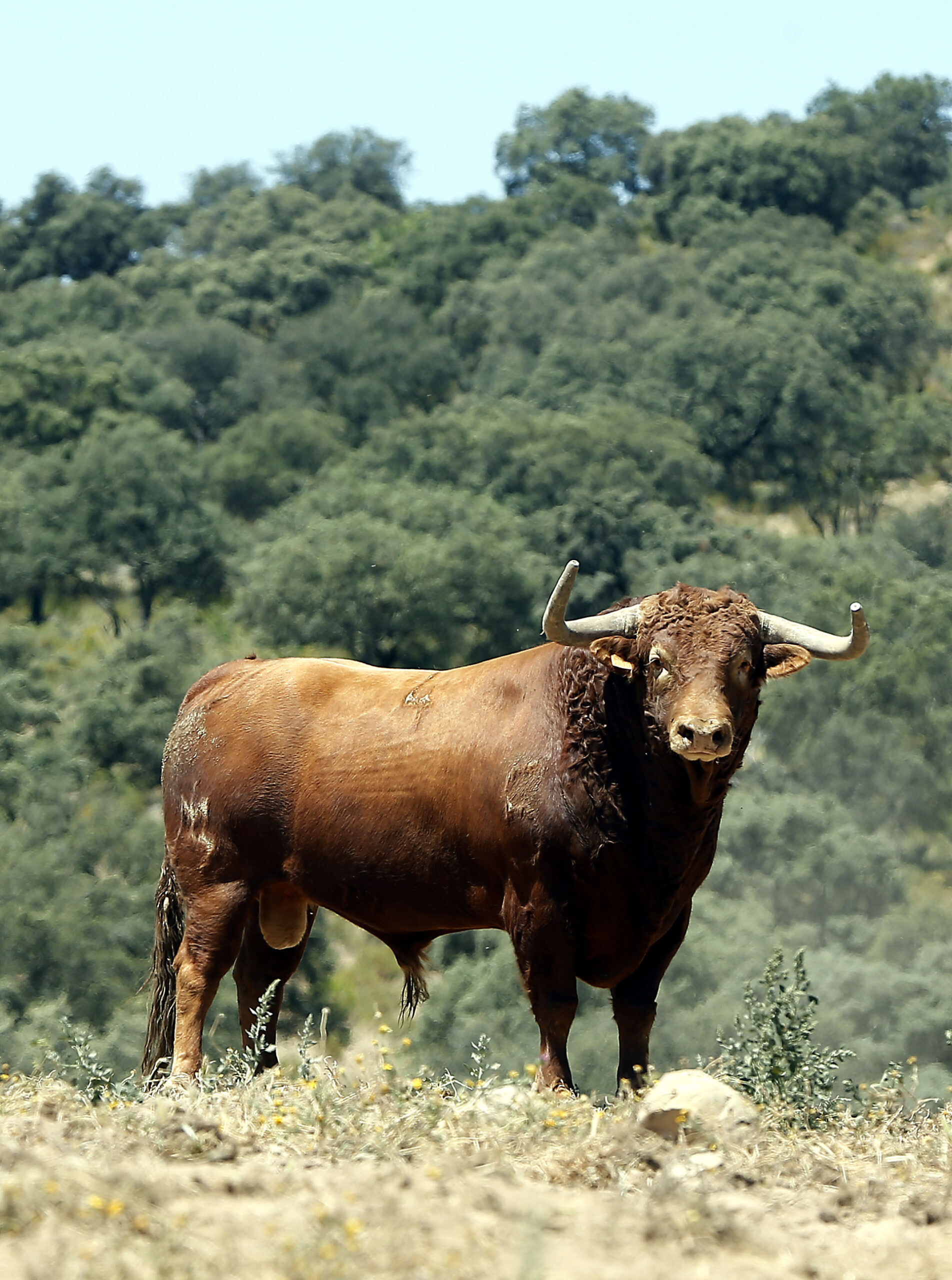 Toros de Martín Lorca para el 15 de agosto de 2019 en Las Ventas