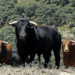 Toros de Martín Lorca para el 15 de agosto de 2019 en Las Ventas