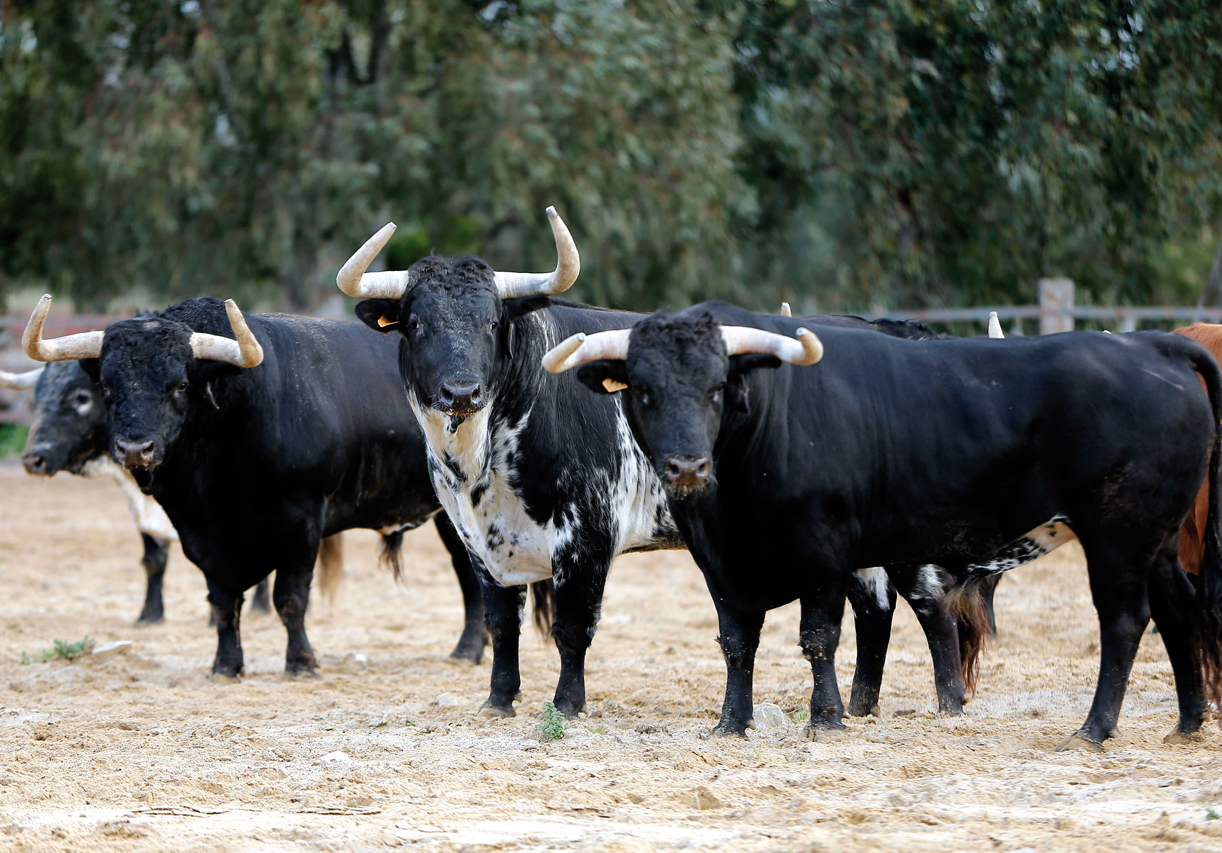 Toro de Torrestrella