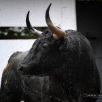 Sorteo. Bilbao, domingo 18 de agosto de 2019. Toros de Victorino Martín