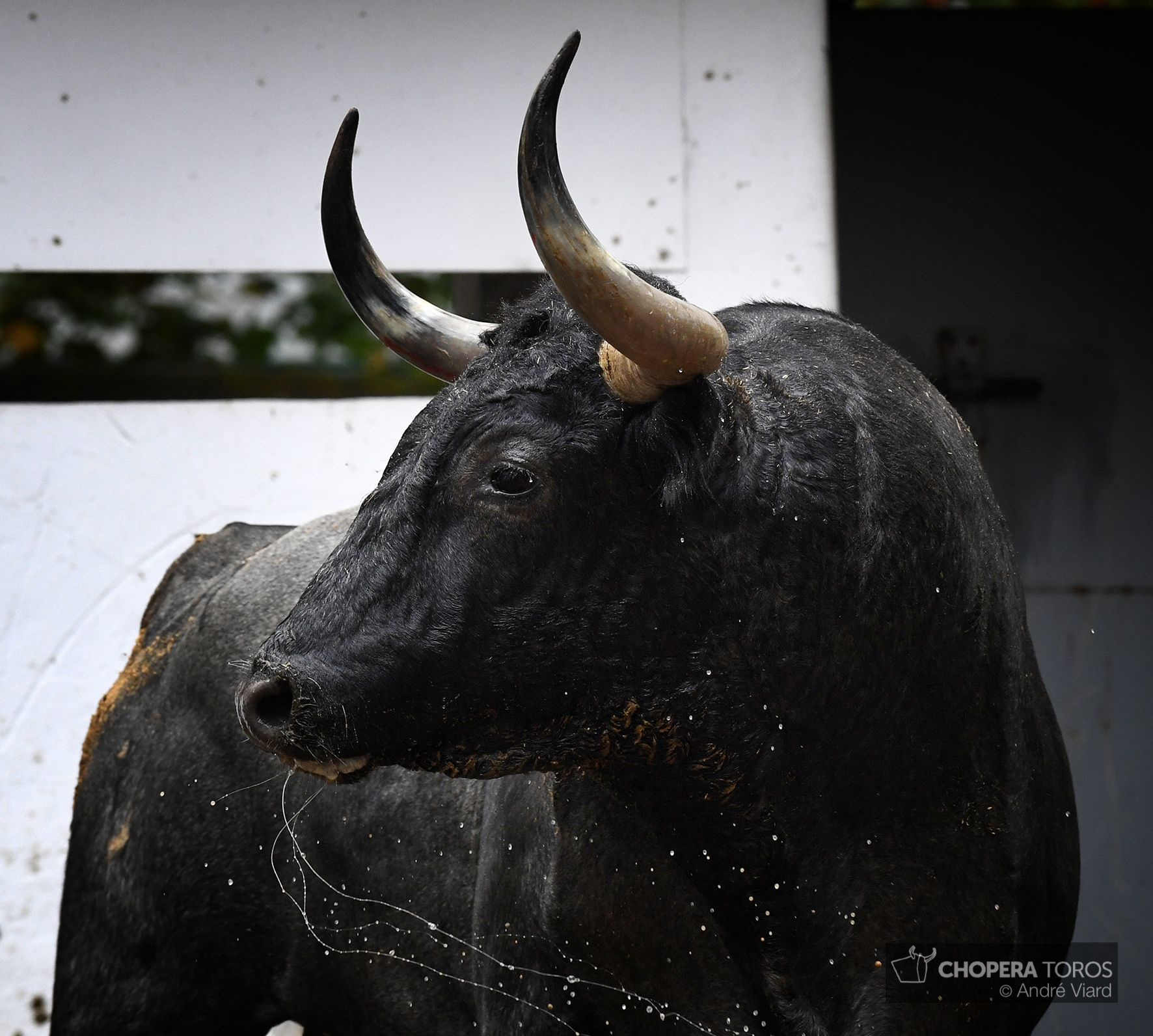 Sorteo. Bilbao, domingo 18 de agosto de 2019. Toros de Victorino Martín