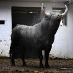 Sorteo. Bilbao, domingo 18 de agosto de 2019. Toros de Victorino Martín