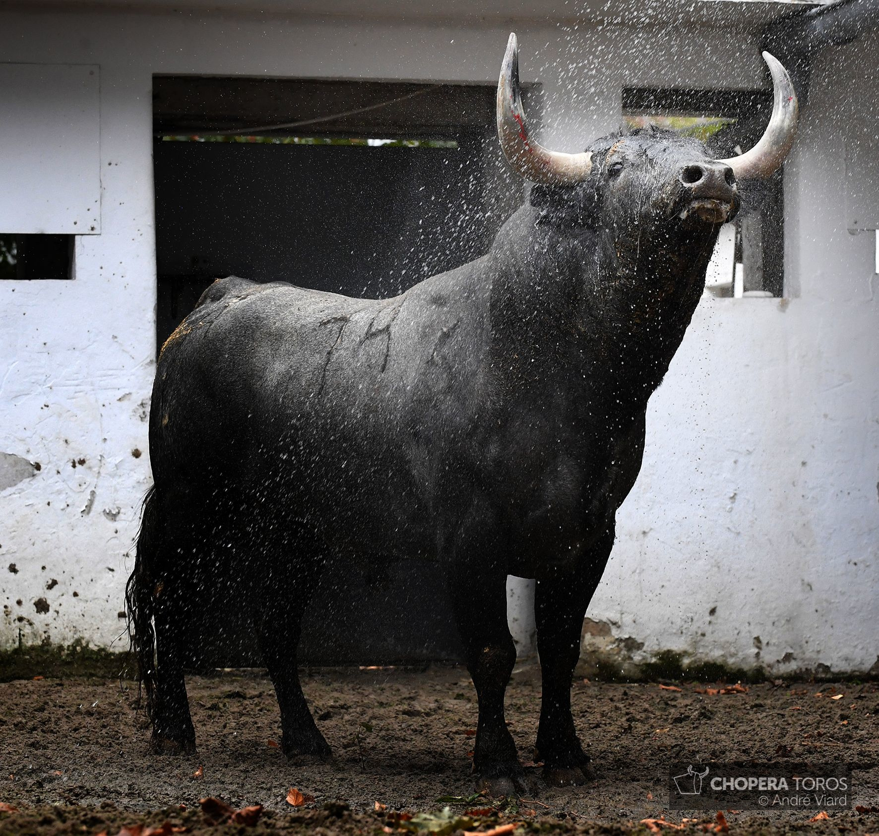 Sorteo. Bilbao, domingo 18 de agosto de 2019. Toros de Victorino Martín